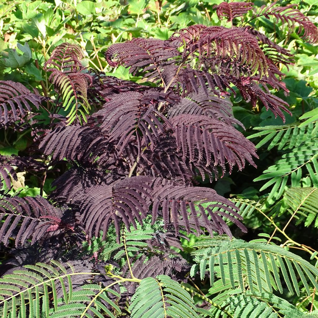 Albizzia julibrissin Summer Chocolate - Acacia di Costantinopoli