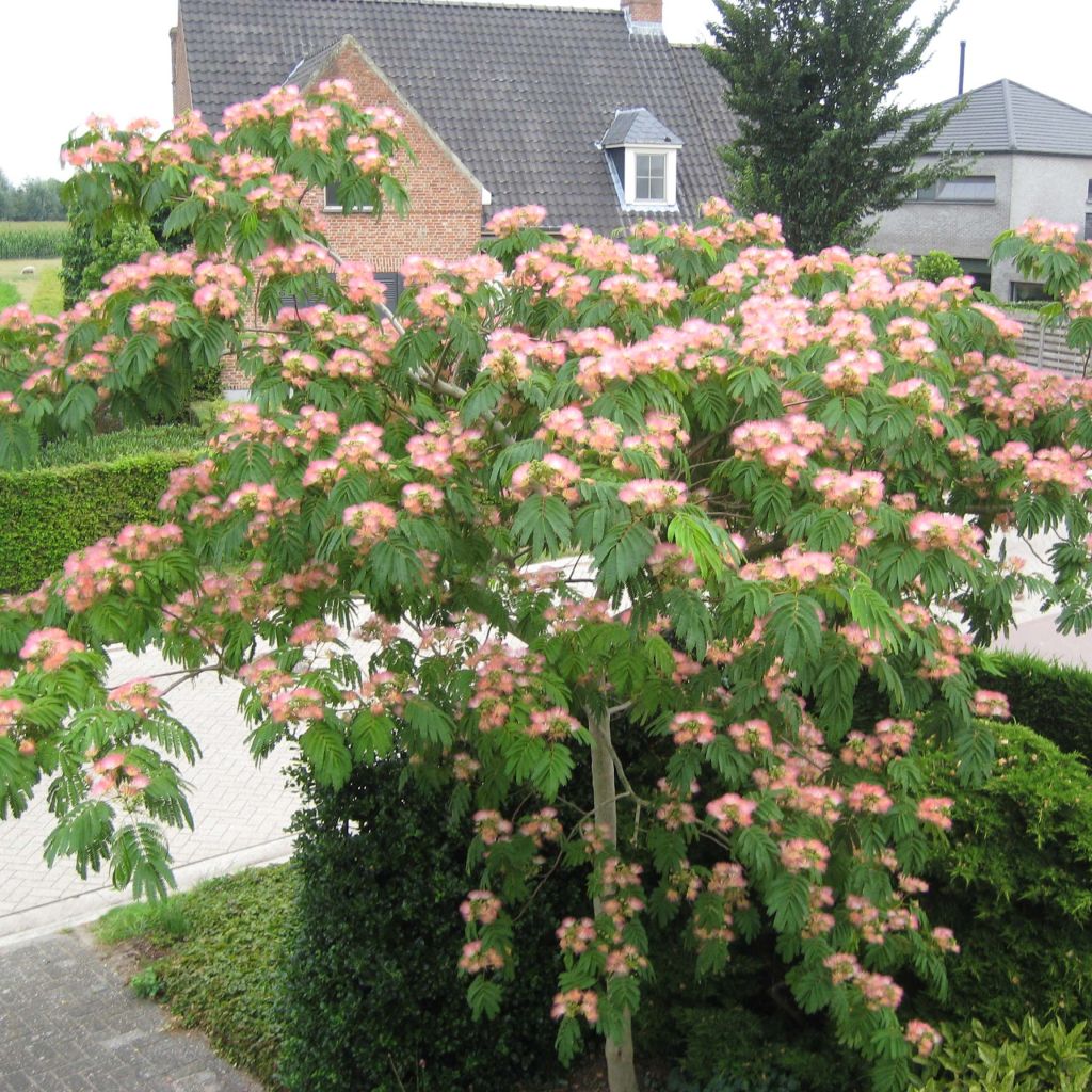 Albizia julibrissin Tropical Dream - Acacia di Costantinopoli