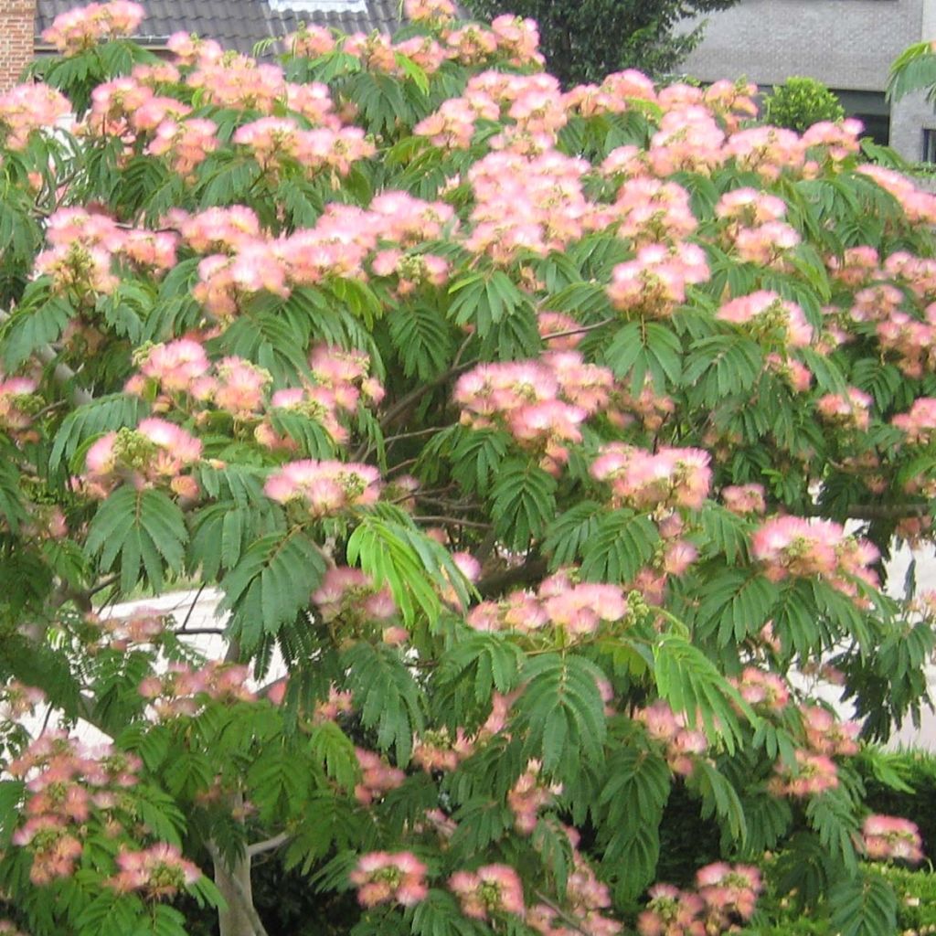 Albizia julibrissin Tropical Dream - Acacia di Costantinopoli