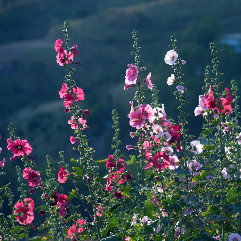 Alcea rosea Simplex - Malvarosa