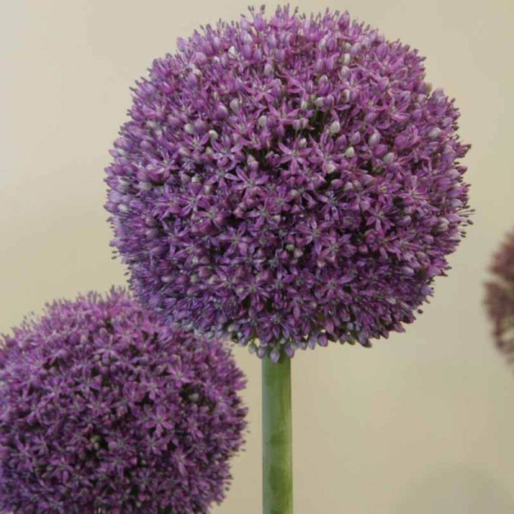 Allium Ambassador - Aglio ornamentale