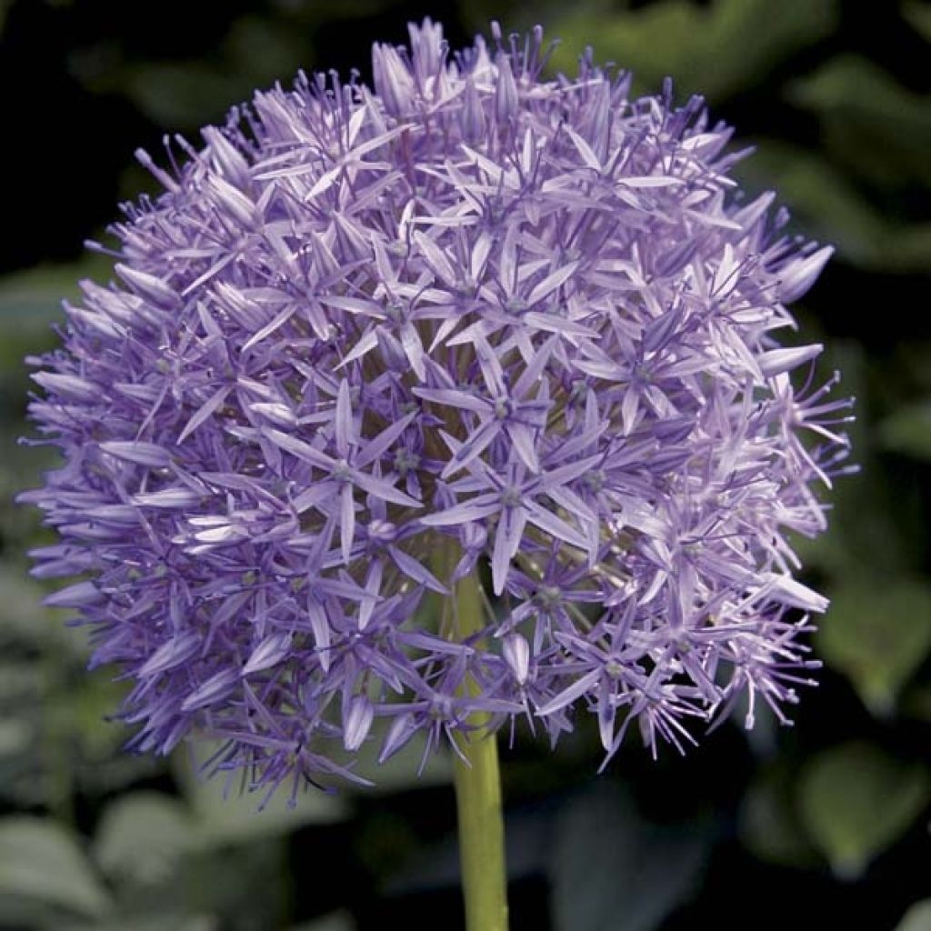 Allium Globemaster - Aglio ornamentale