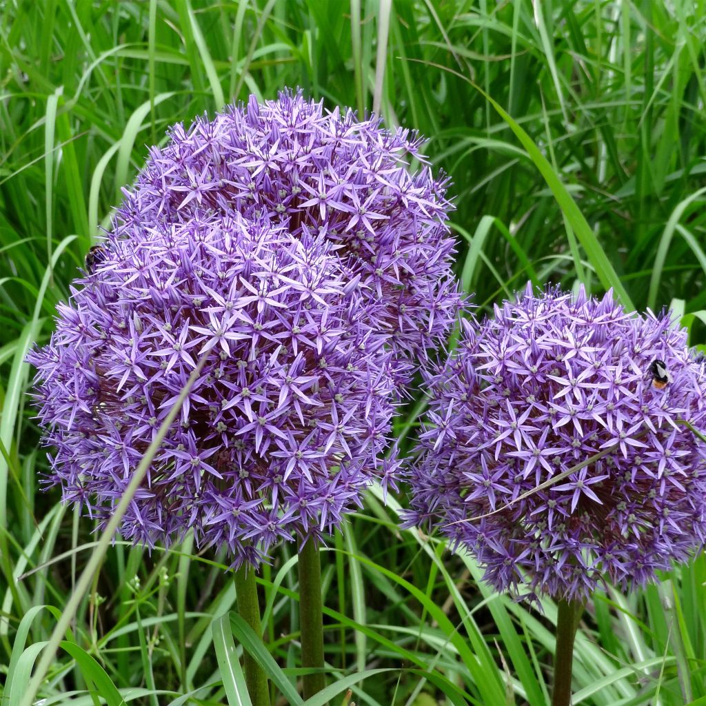 Allium Globemaster - Aglio ornamentale