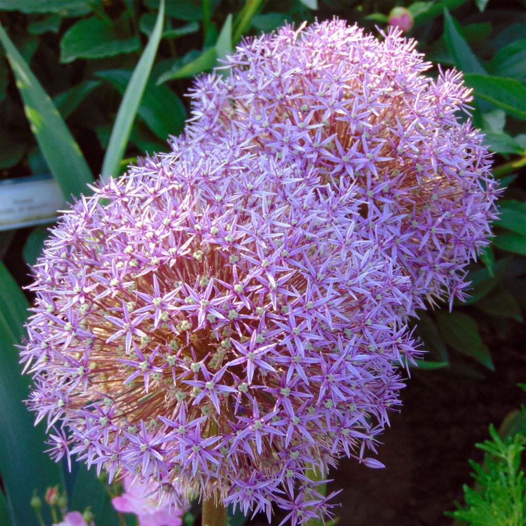 Allium Globemaster - Aglio ornamentale