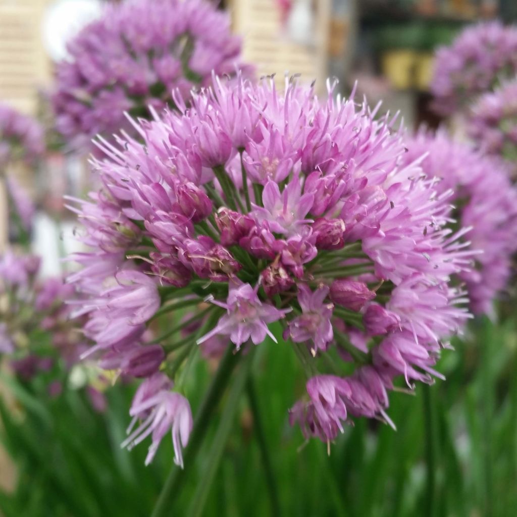 Allium Millenium - Aglio ornamentale