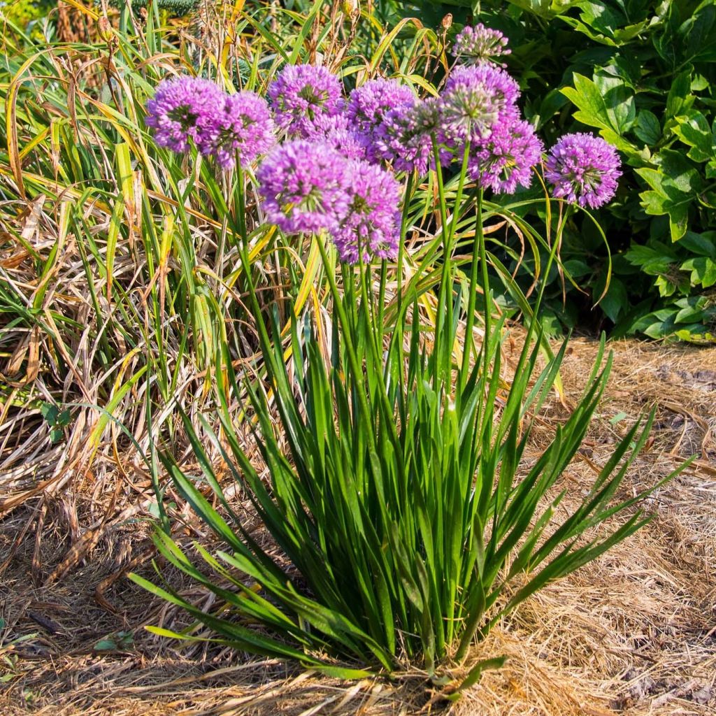 Allium Millenium - Aglio ornamentale