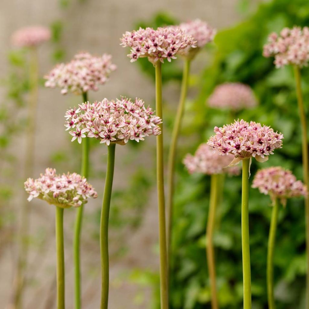 Allium Red Eye - Aglio ornamentale