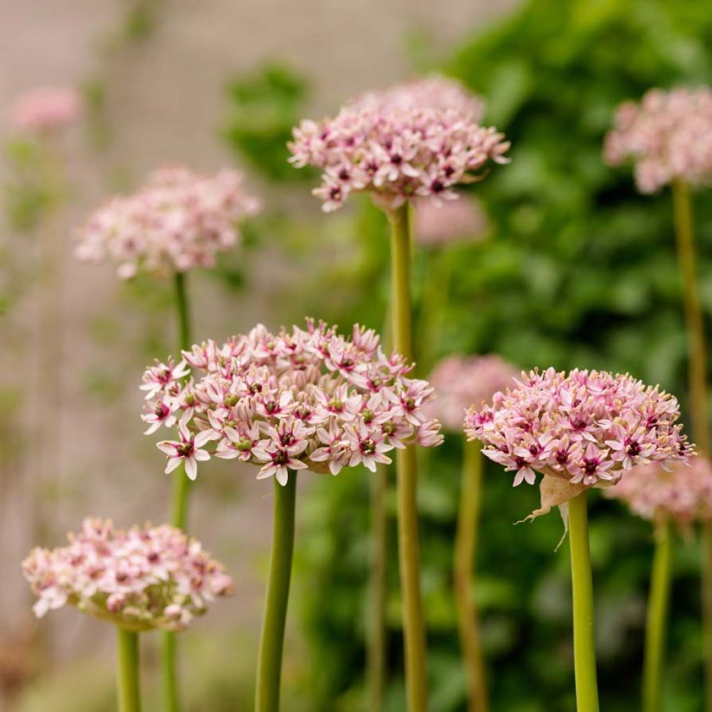 Allium Red Eye - Aglio ornamentale