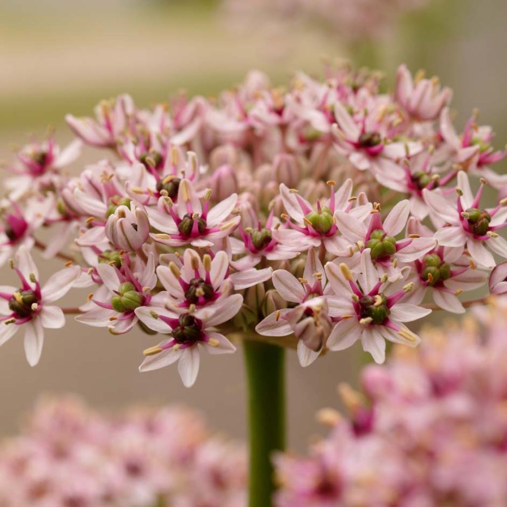 Allium Red Eye - Aglio ornamentale