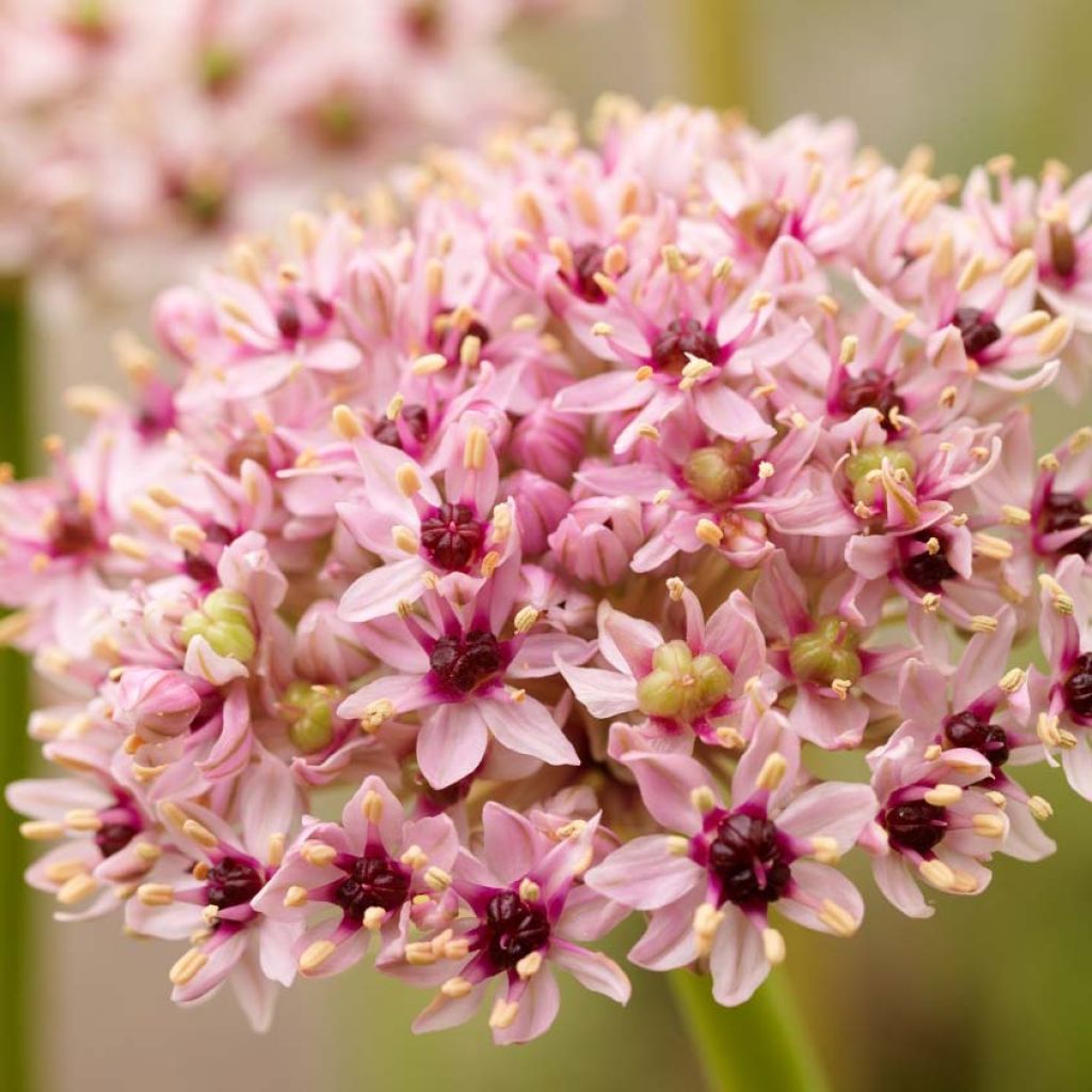 Allium Red Eye - Aglio ornamentale