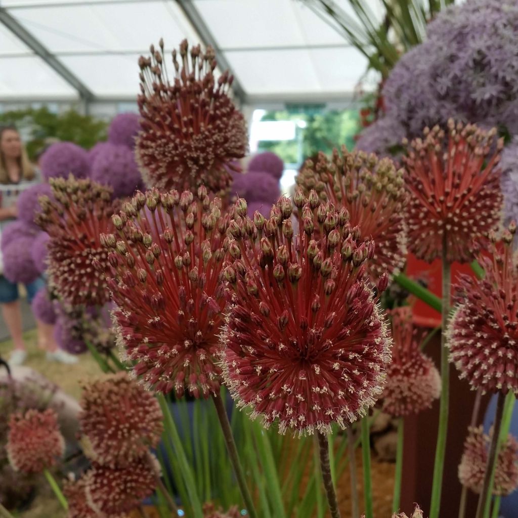 Allium Red Mohican - Aglio ornamentale