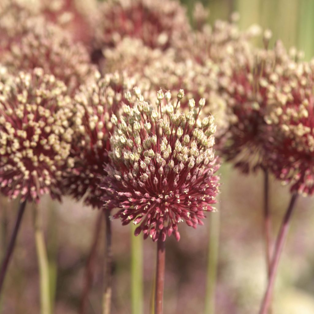 Allium Red Mohican - Aglio ornamentale