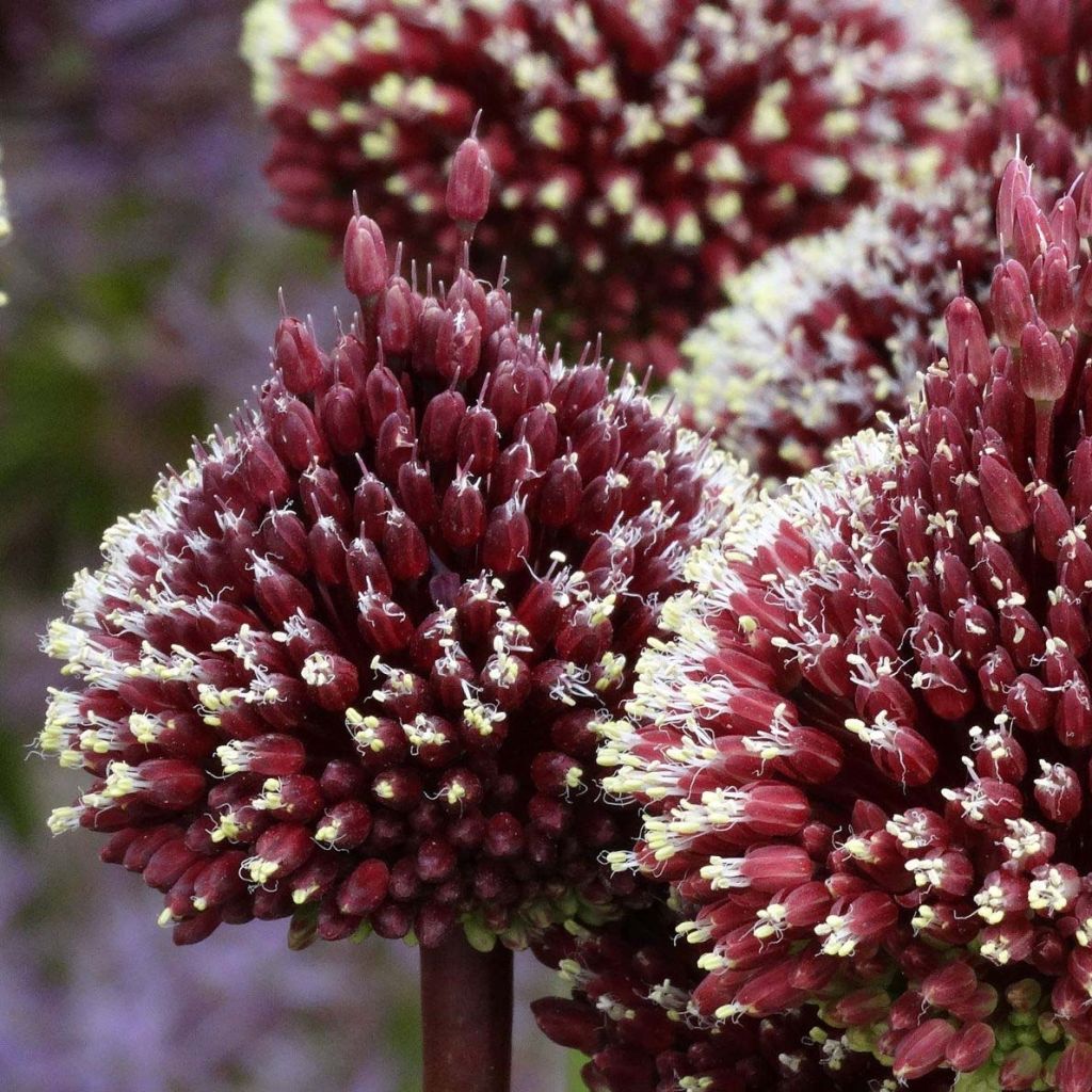 Allium Red Mohican - Aglio ornamentale