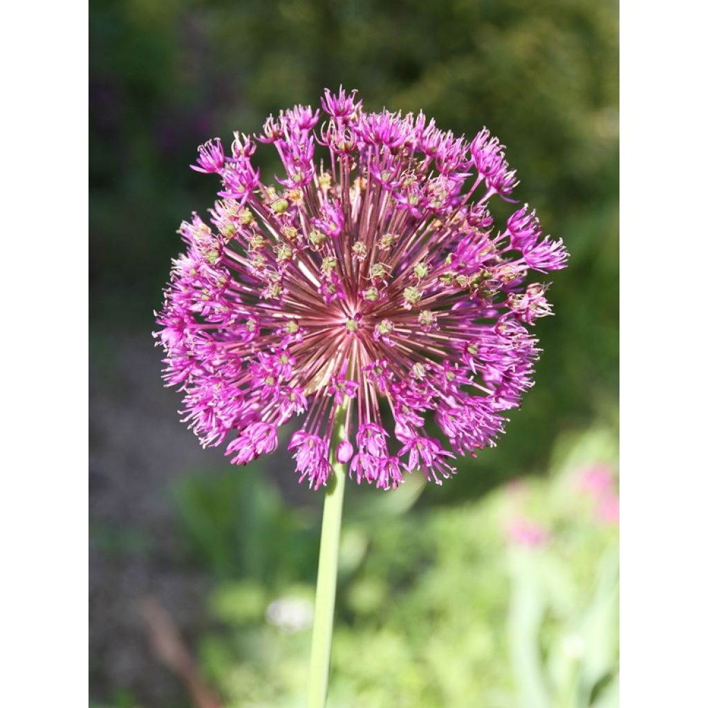 Allium Purple Sensation - Aglio ornamentale