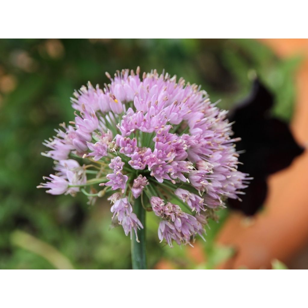 Allium senescens subsp. montanum - Aglio montano