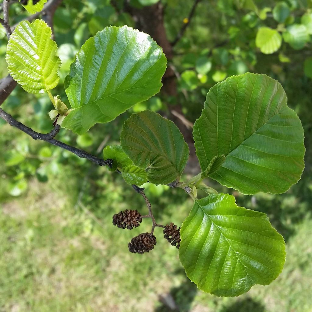 Alnus glutinosa - Ontano comune