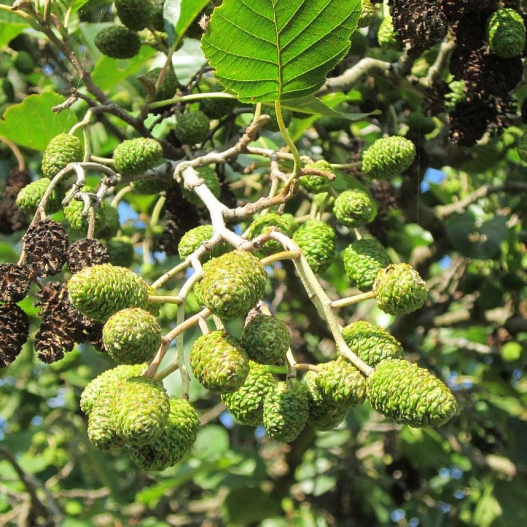 Alnus glutinosa - Ontano comune