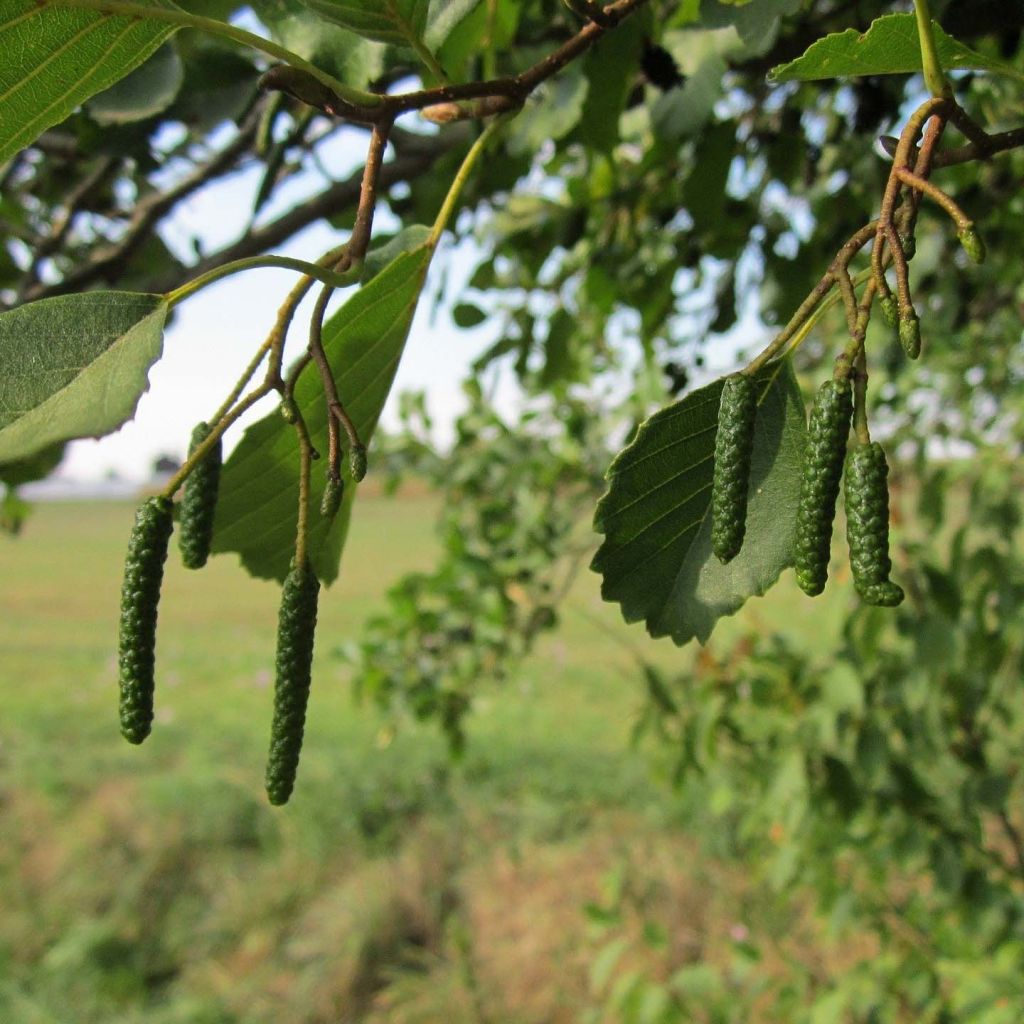 Alnus glutinosa - Ontano comune