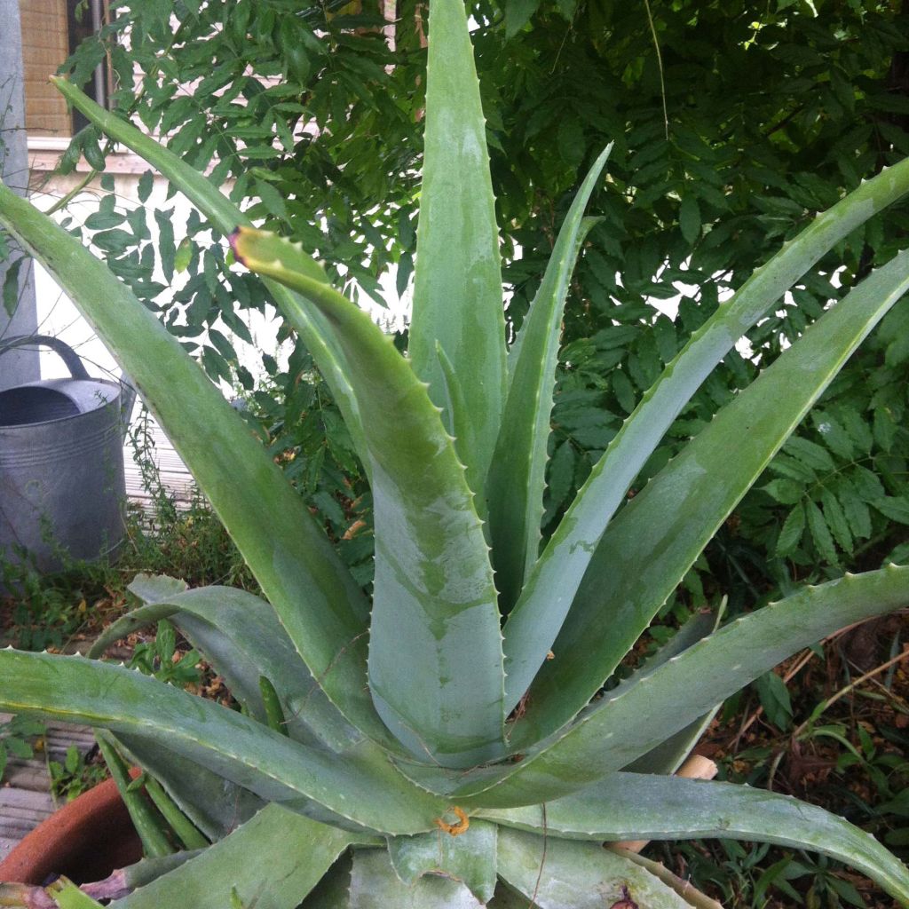 Aloe vera - Aloe delle Barbados