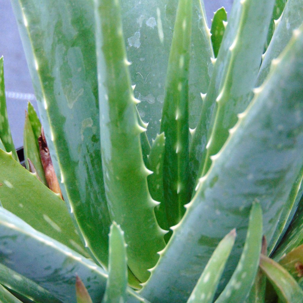 Aloe vera - Aloe delle Barbados