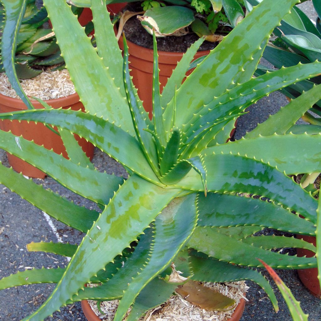 Aloe vera - Aloe delle Barbados