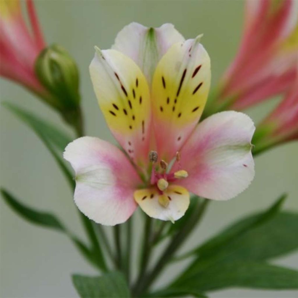 Alstroemeria Duchesses Anne