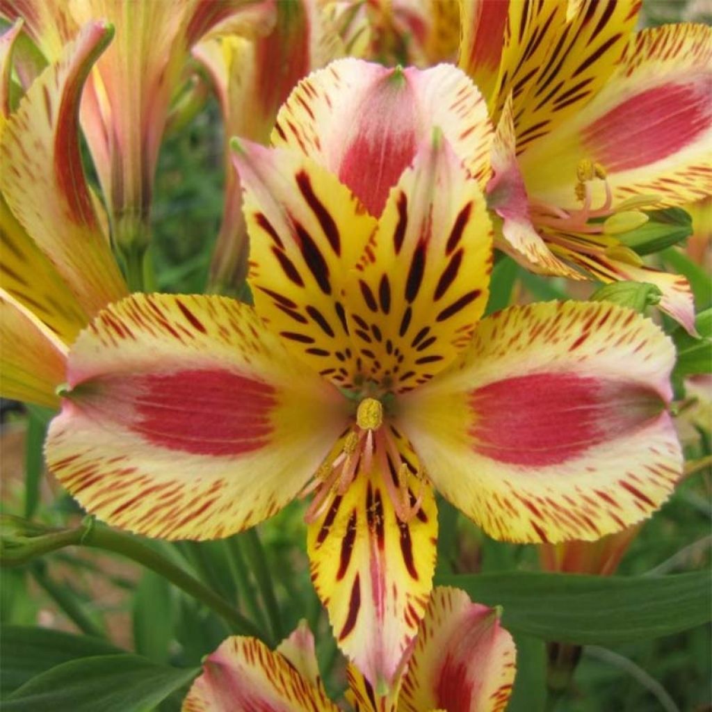 Alstroemeria Duchesses Marguerite