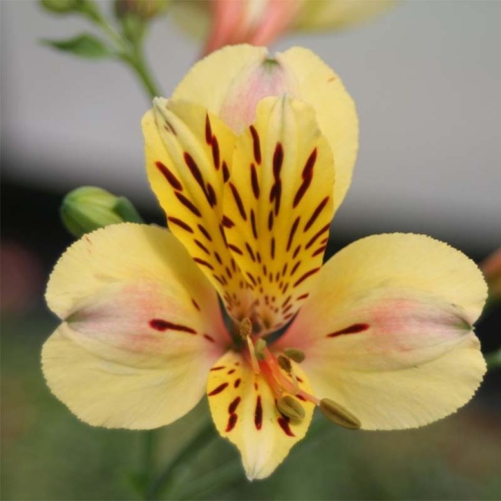 Alstroemeria Majestic Layon