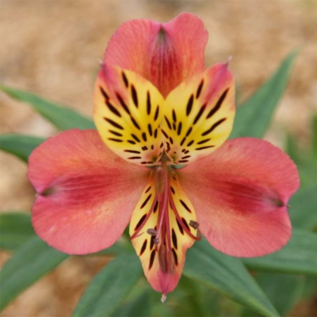 Alstroemeria Majestic Avrillé