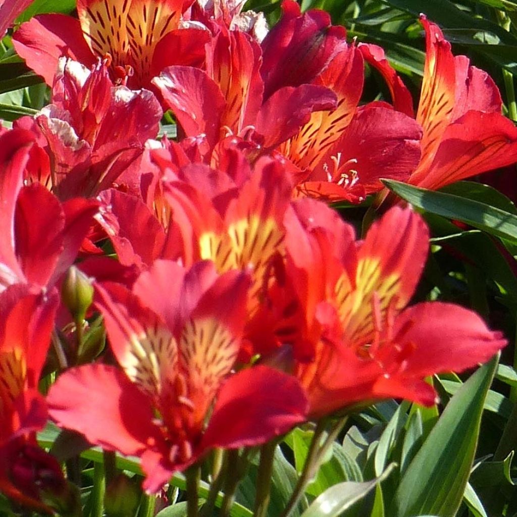 Alstroemeria Summer Paradise Summer Red