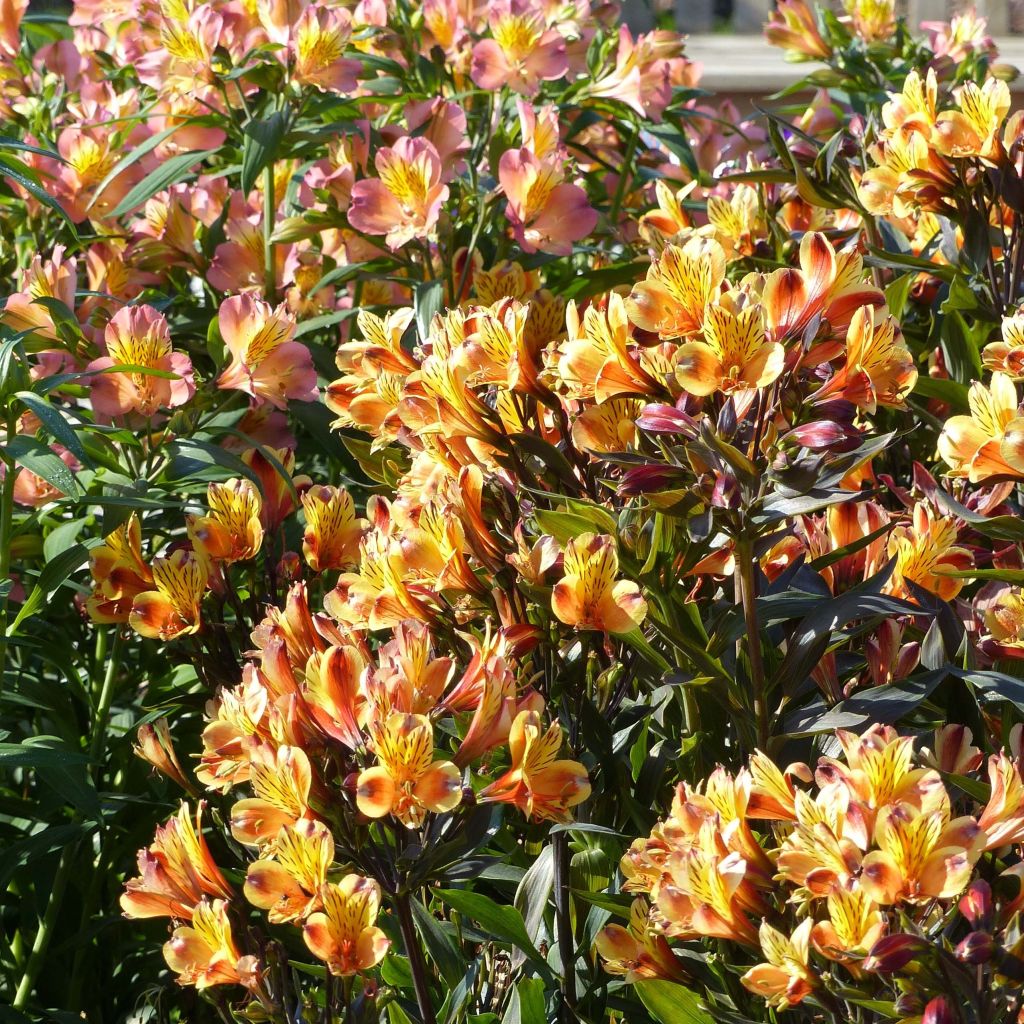 Alstroemeria Indian Summer