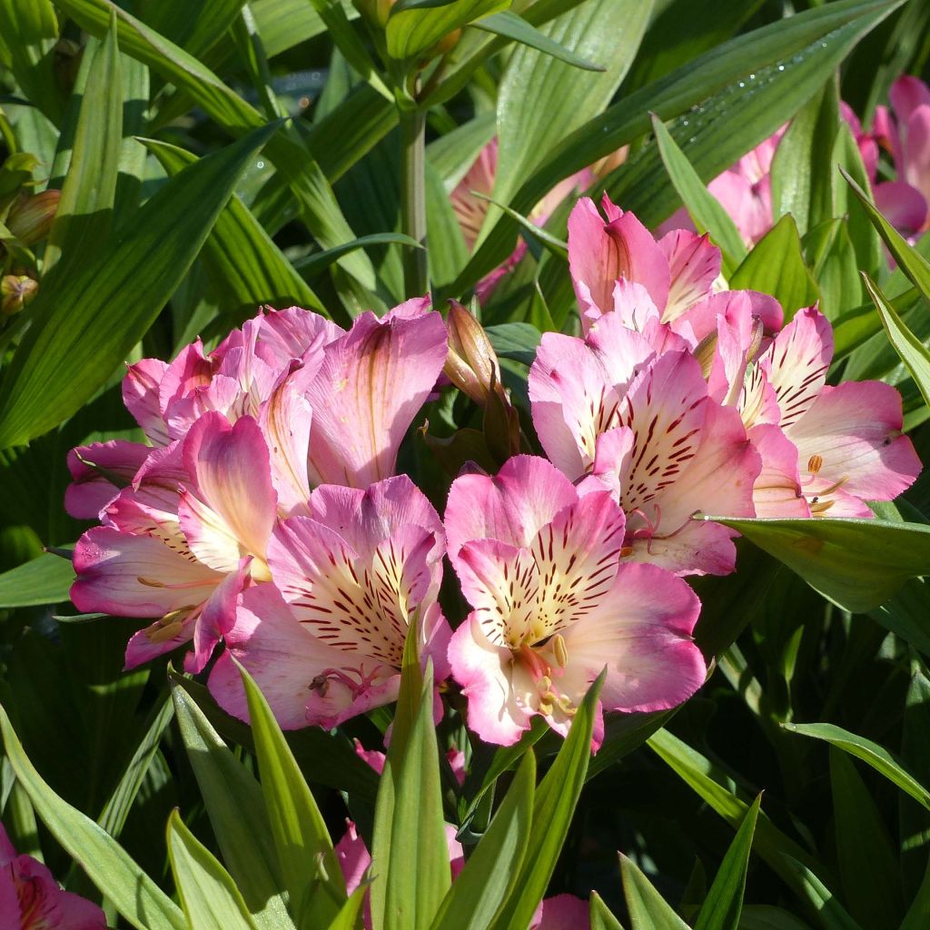 Alstroemeria Summer Paradise Summer Break