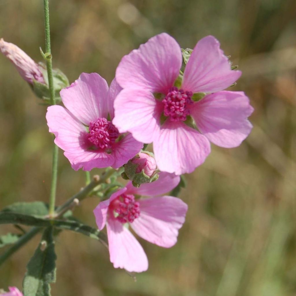 Althaea cannabina - Malva canapina