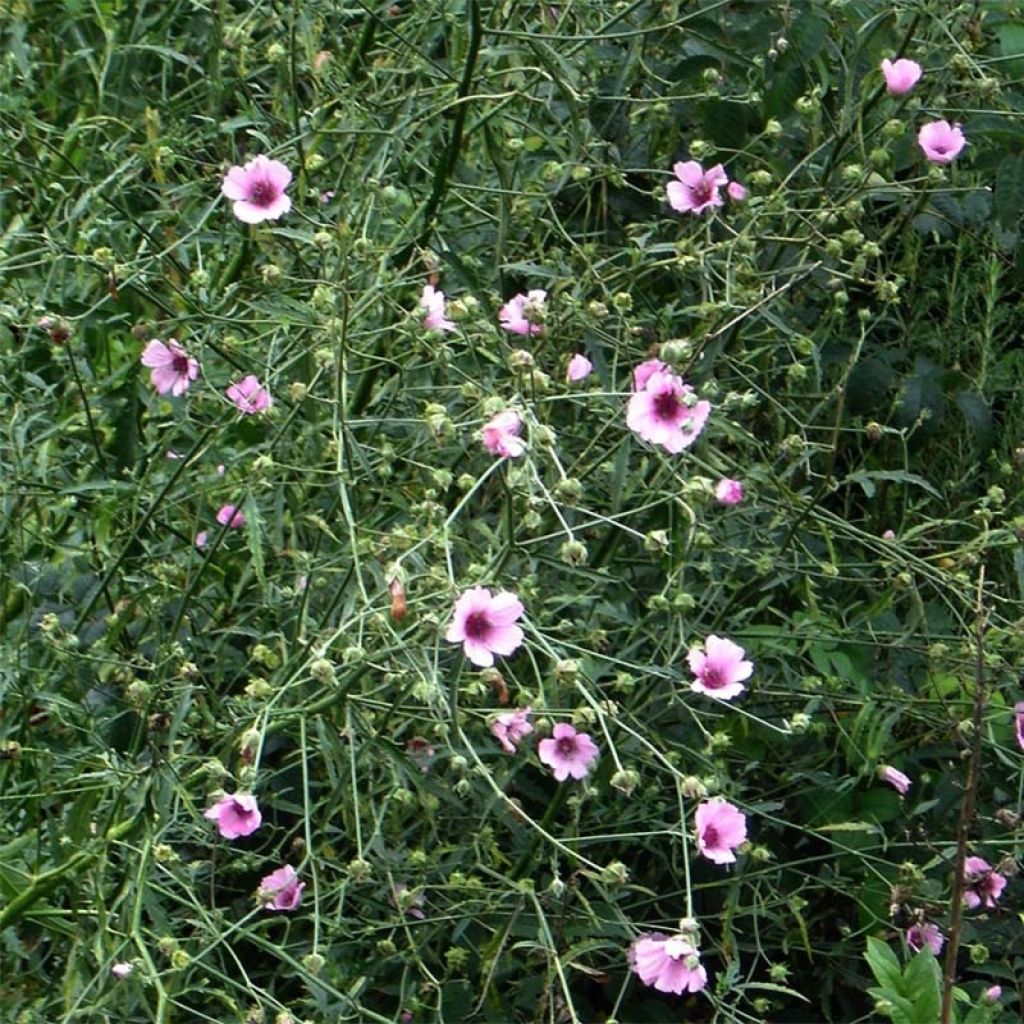 Althaea cannabina - Malva canapina