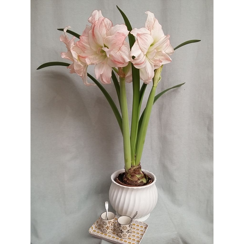 Amaryllis Double Aphrodite 32+ - Hippeastrum