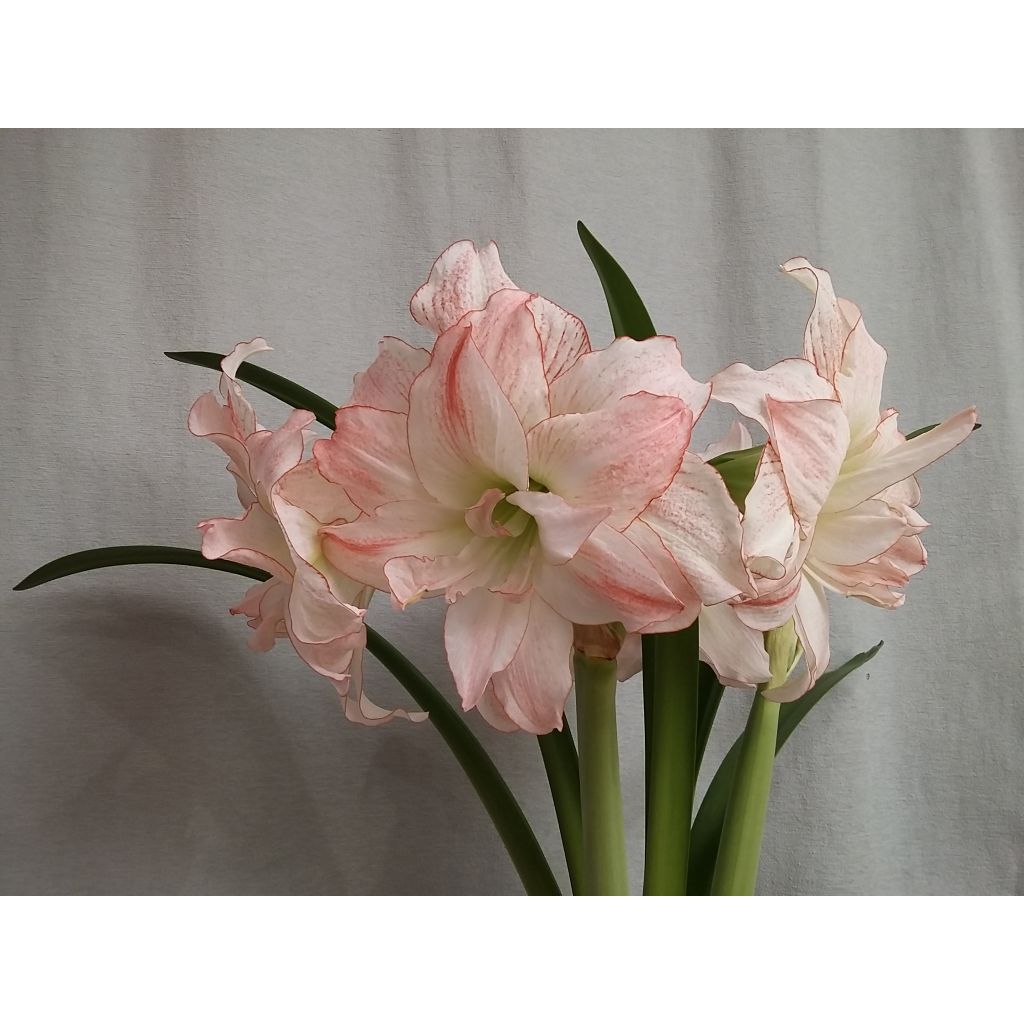 Amaryllis Double Aphrodite 32+ - Hippeastrum