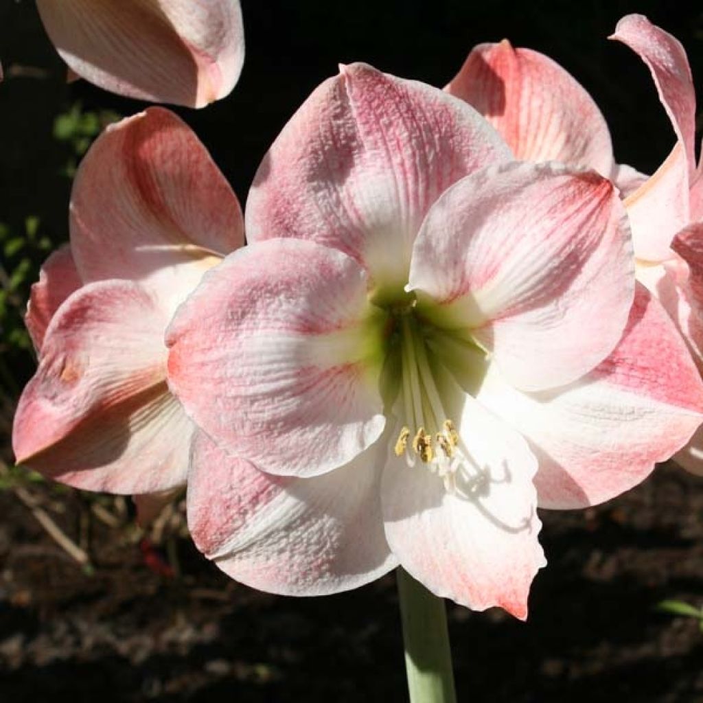 Amaryllis Apple Blossom