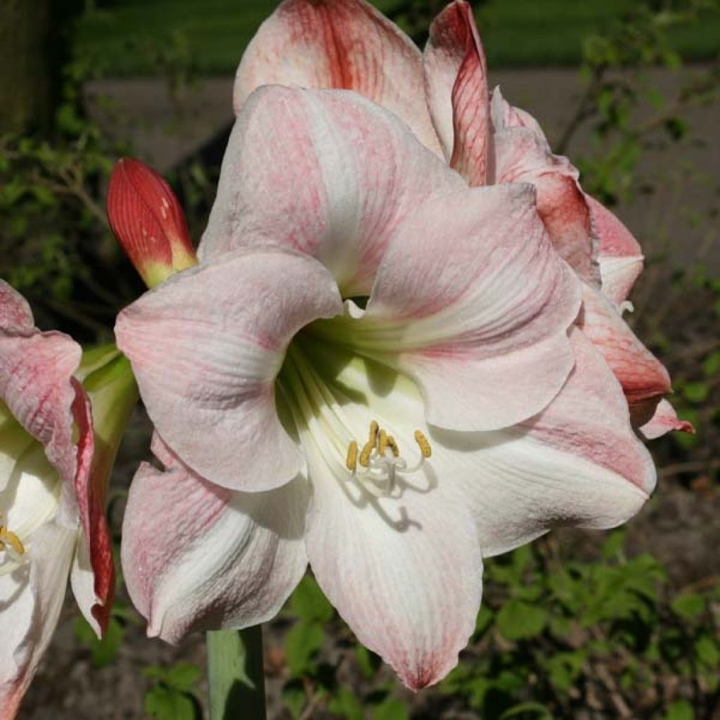 Amaryllis Apple Blossom