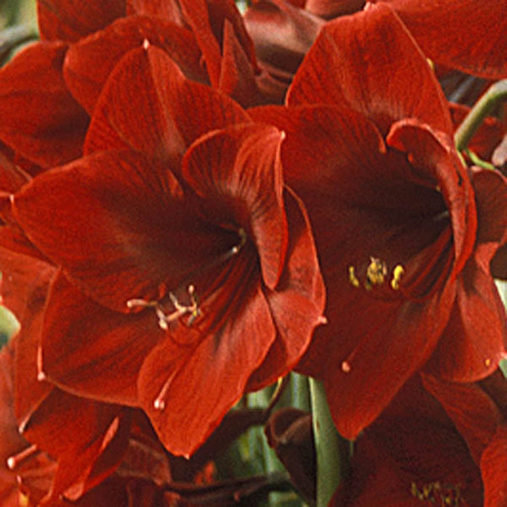 Amaryllis Benfica Calibre 36+