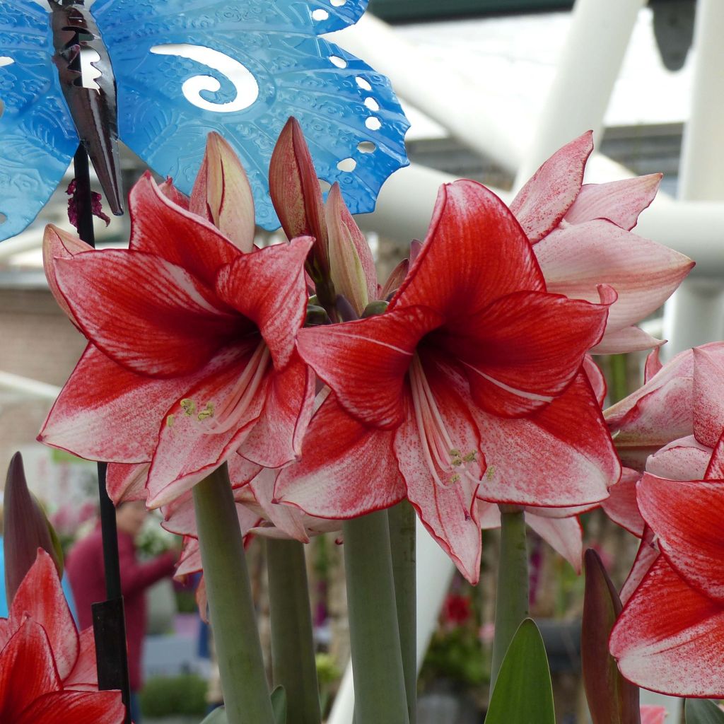 Amaryllis Hippeastrum charisma - Hippeastrum