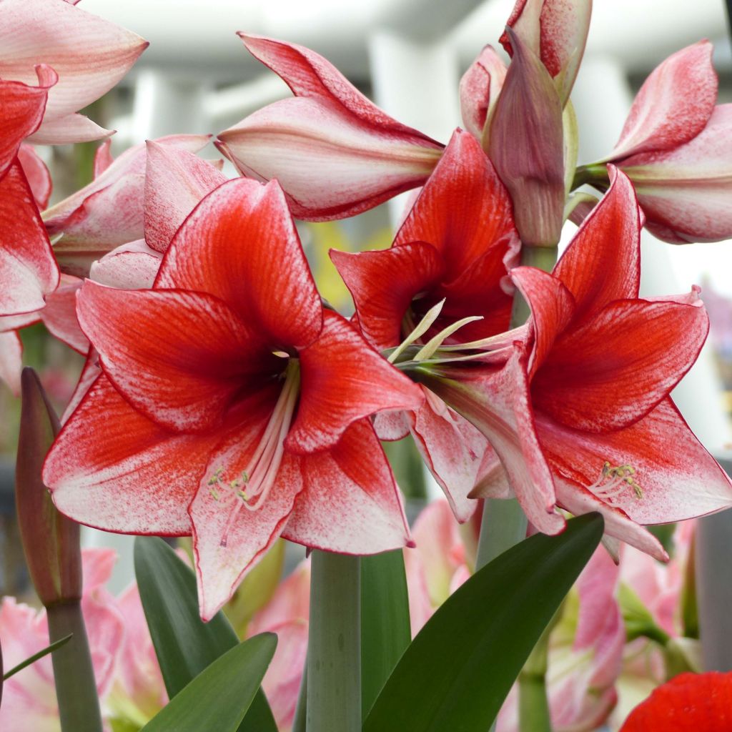 Amaryllis Hippeastrum charisma - Hippeastrum