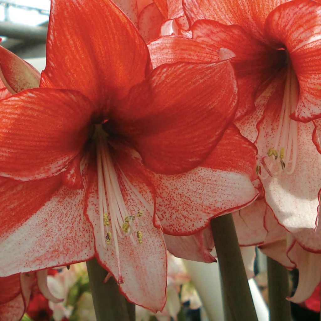 Amaryllis Hippeastrum charisma - Hippeastrum