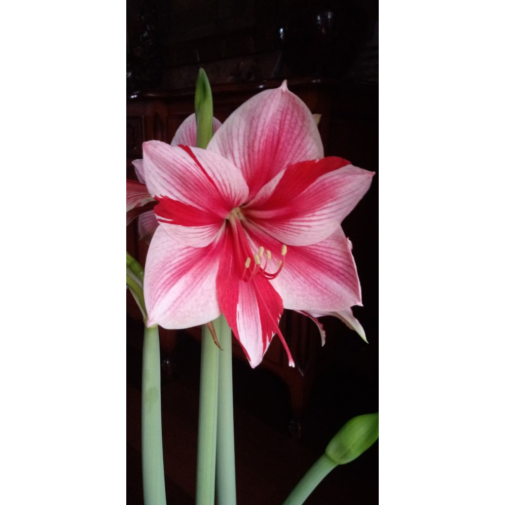 Amaryllis Gervase - Hippeastrum