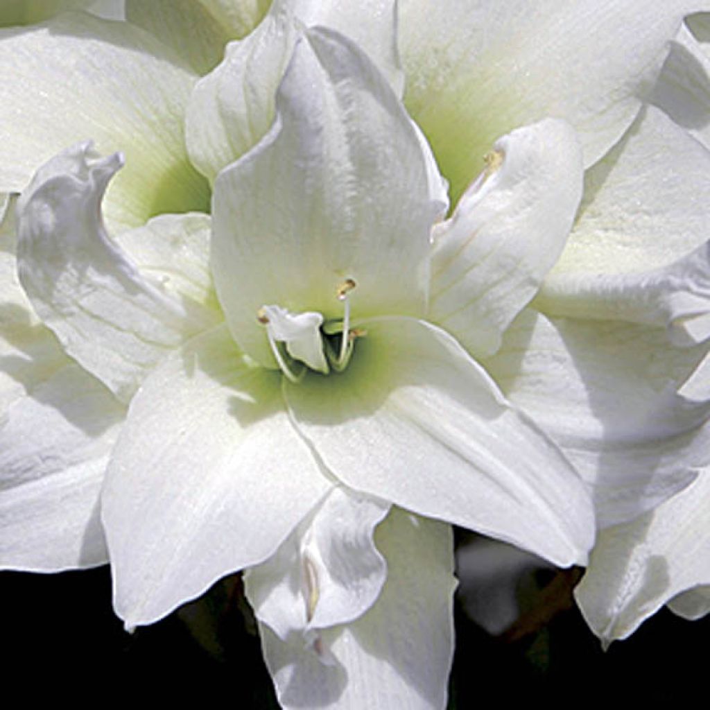 Amaryllis Ice Queen - Hippeastrum