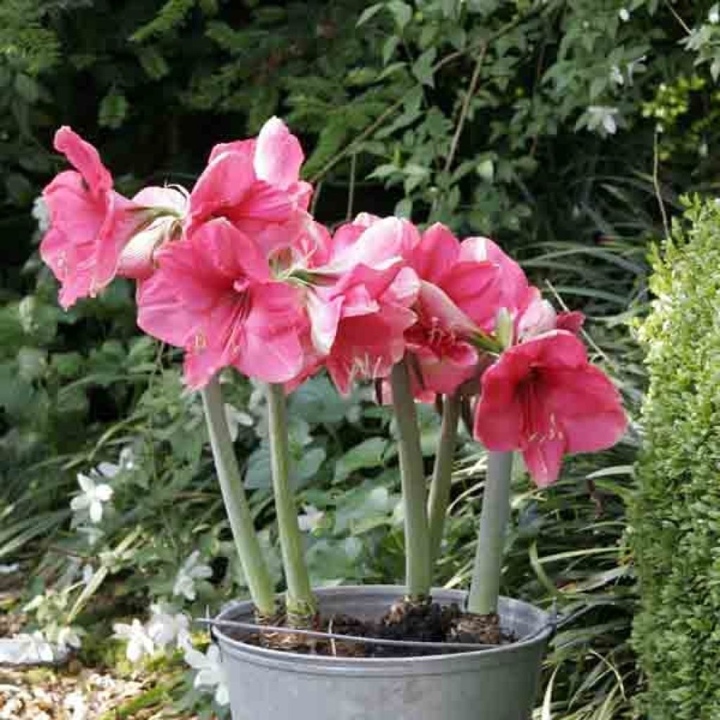 Amaryllis Pink Surprise