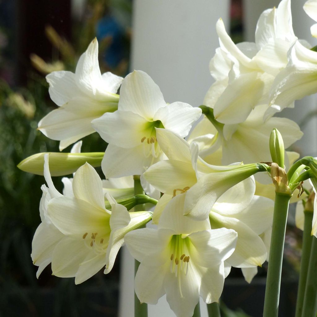 Amaryllis Sonatini White Rascal - Hippeastrum sonatini