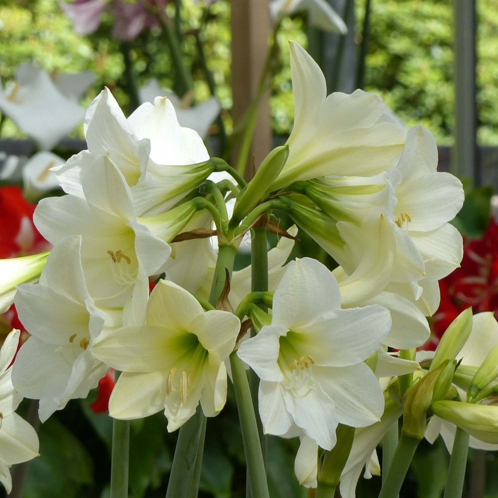 Amaryllis Sonatini White Rascal - Hippeastrum sonatini