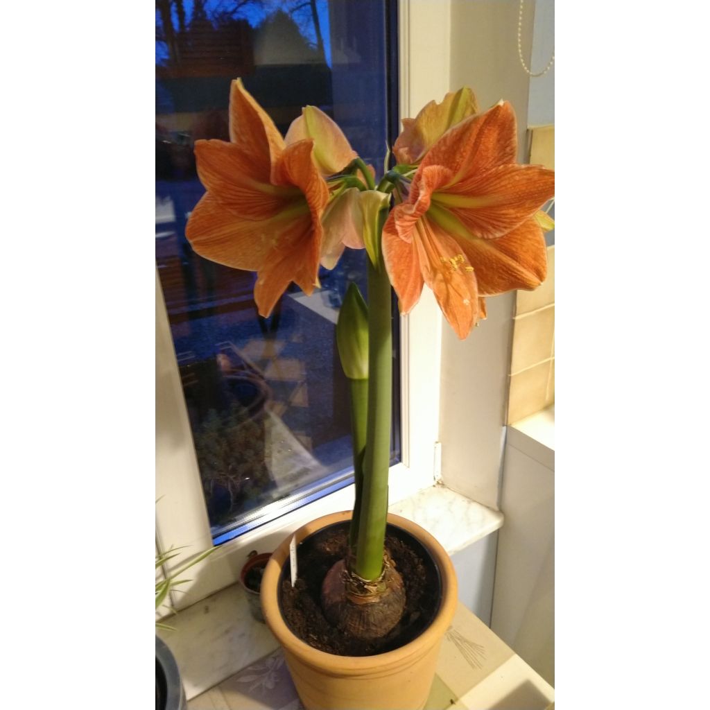 Amaryllis Terra Cotta - Hippeastrum