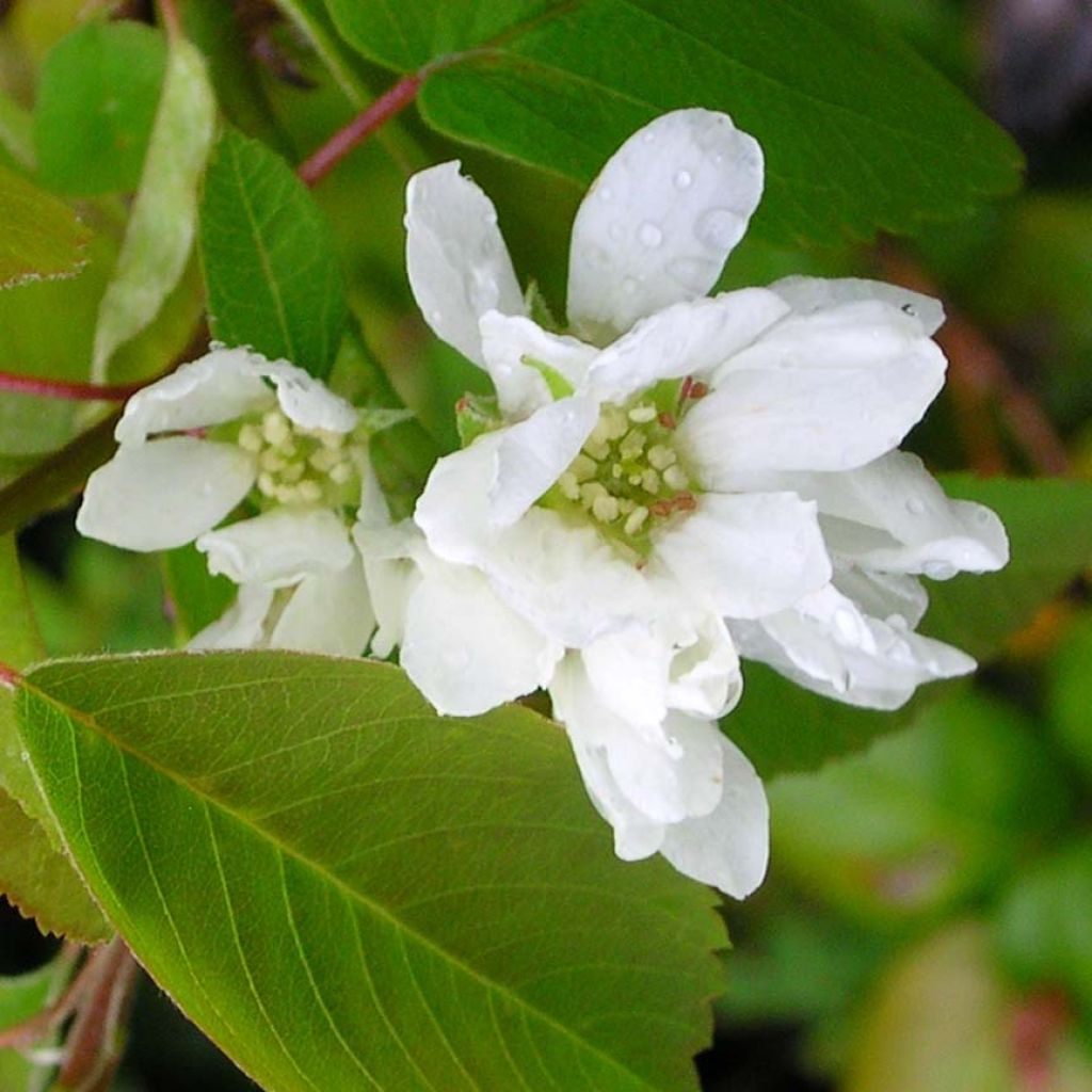 Amelanchier alnifolia Saskatoon Berry - Amelanchier