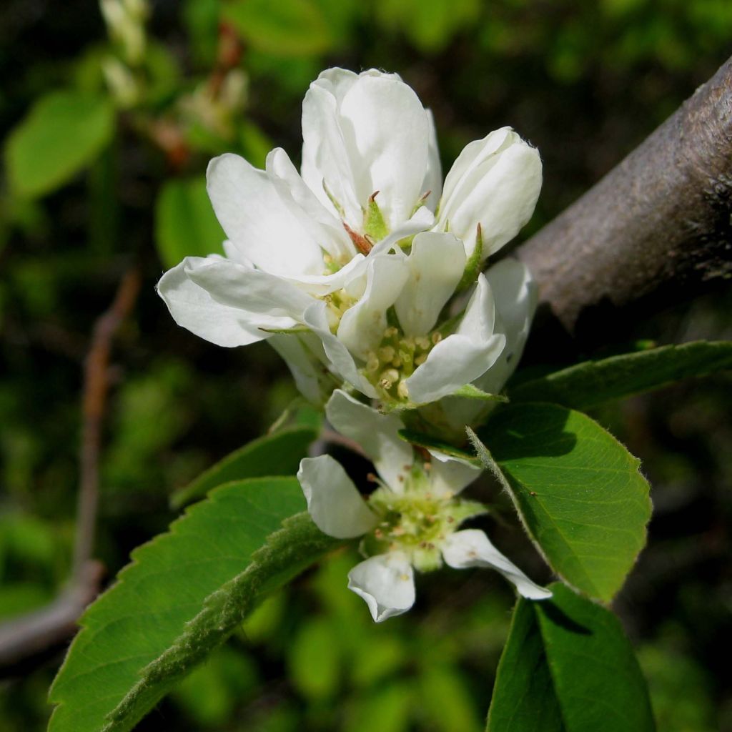 Amelanchier alnifolia Saskatoon Berry - Amelanchier